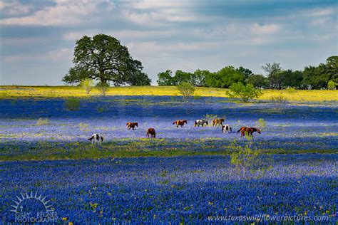 Texas Wildflowers Texas Wildflower Pictures Landscape Nature And Outdoor Photography By Gary