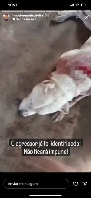 Cachorro Morto Golpes De Machado E Pol Cia Identifica Autor