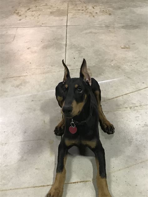 4 Month Old Female Doberman Pincher Doberman Pincher 4 Month Olds Dobermans Puppies Rock