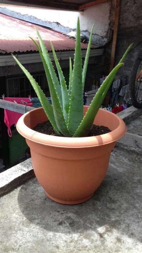 Best Pots For Aloe Plants A Comprehensive Guide To The Right Choice En