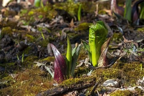 Eastern Skunk Cabbage Symplocarpus Foetidus Stock Image Image Of