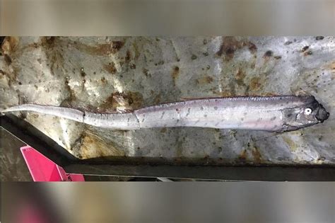 Deep-sea ‘oarfish’ discovered in Thailand’s Satun province | The ...