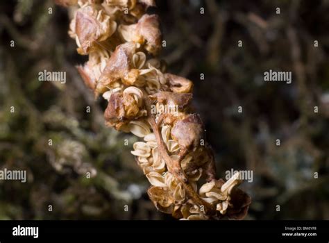 Close up of the birch seeds Stock Photo - Alamy