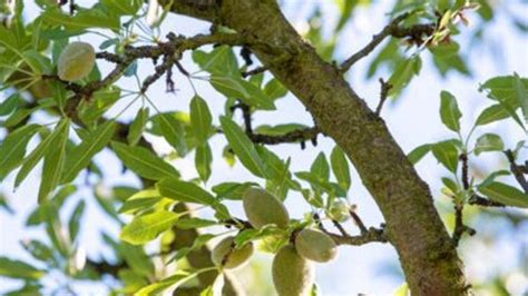 pruning :- Do Almond trees need pruning?