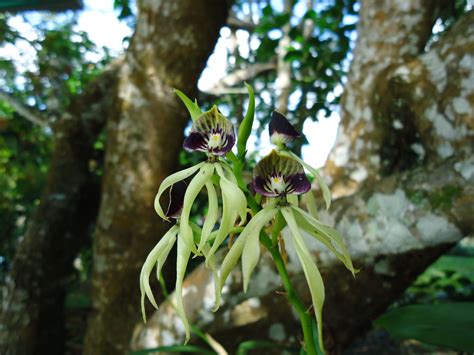 Black Orchid National Flower Of Belize Plants Belize Orchids