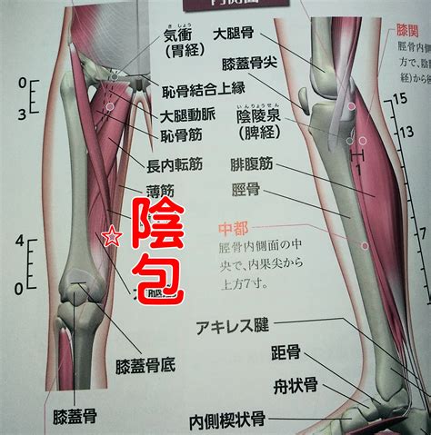 インナーマッスル大腰筋の筋連鎖反応とツボを使い緩める 大阪府門真市の栗岡整体院