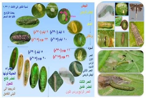 عالم الزراعة الآفات الحشرية و الاكاروسية التى تصيب محصول الطماطم