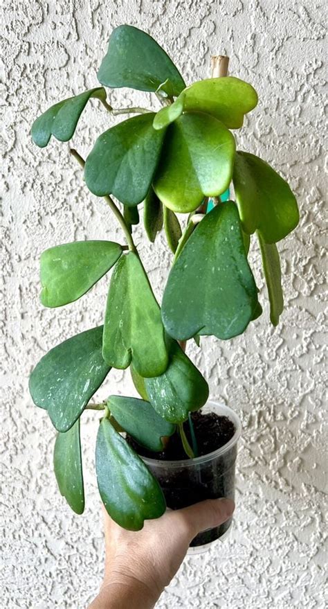 Sweet Heart Houseplant Hoya Kerrii Plant 2 Actual Plant In Pics