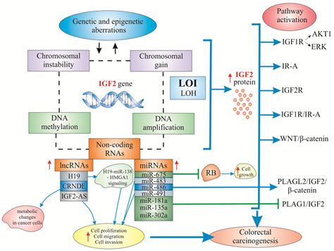 Ijms Free Full Text Insulin Like Growth Factor Igf Signaling