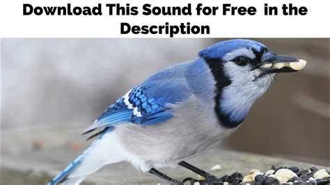 Blue Jay Bird Call Blue Jay Call Sounds In The Nature Youtube