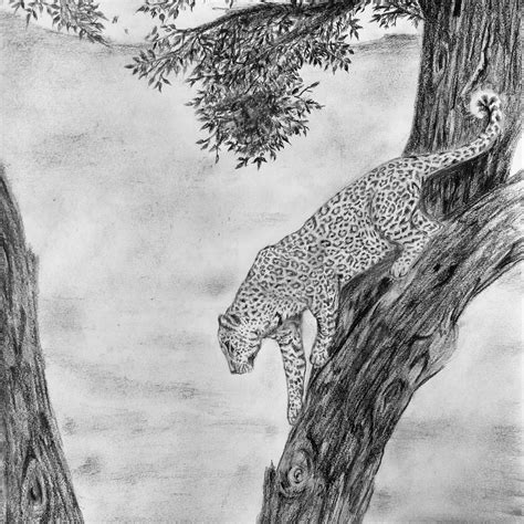 Spare Time Creativity: Pencil sketch - Leopard