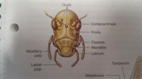 Entomology Morphological Terminology Flashcards Quizlet