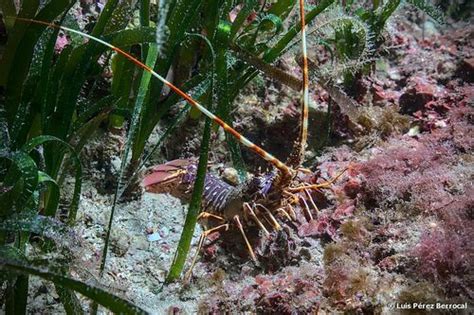 European Spiny Lobster Palinurus Elephas Inaturalist Canada