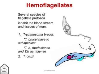 Blood And Tissues Flagellates Haemoflagellates Of Human Beings Ppt