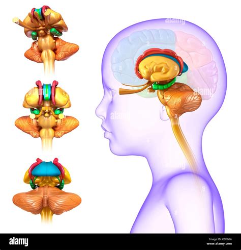 Illustration D Un Cerveau De L Enfant Anatomie Photo Stock Alamy