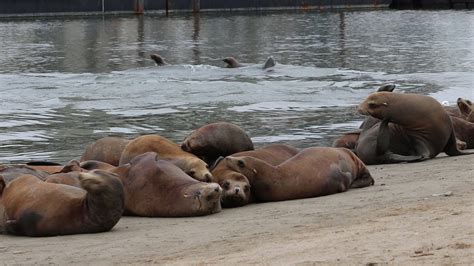 How Do Sea Lions Walk Youtube