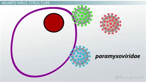 Mumps Virus Structure And Function Lesson Study