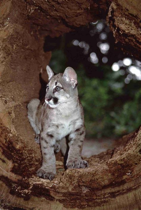 florida panthers call   wild animal education page