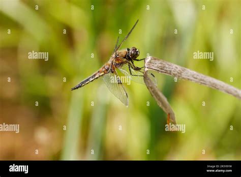 Libellula Quadrimaculata Known As Four Spotted Chaser Four Spotted