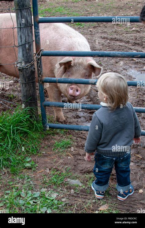 Dirty Pig Farm Hi Res Stock Photography And Images Alamy