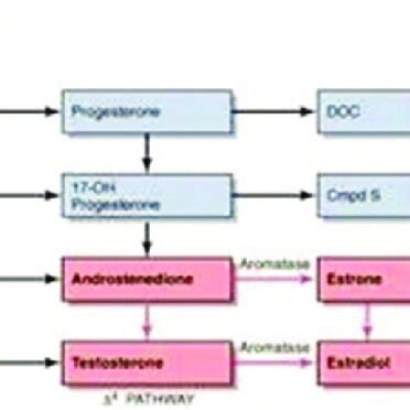 Testosterone synthesis [23] | Download Scientific Diagram