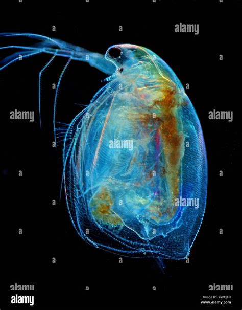 The image presents Simocephalus sp., a kind of cladoceran, photographed ...