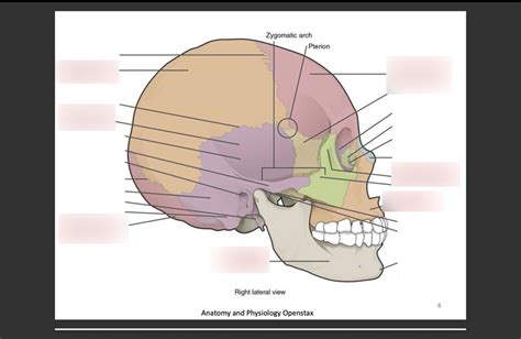 Right Lateral View of Head Diagram | Quizlet