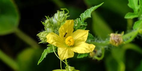 Male Vs Female Watermelon Its In The Flowers Gfl Outdoors