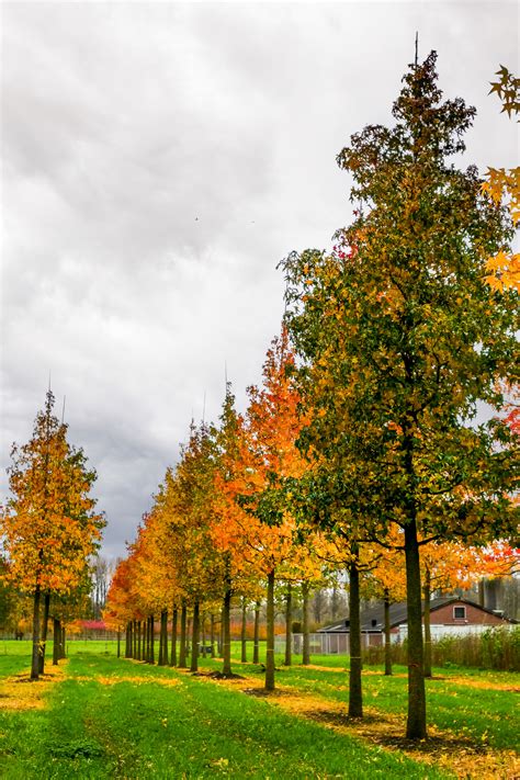 Planting Trees Theme Parks In Autumn Blooloop