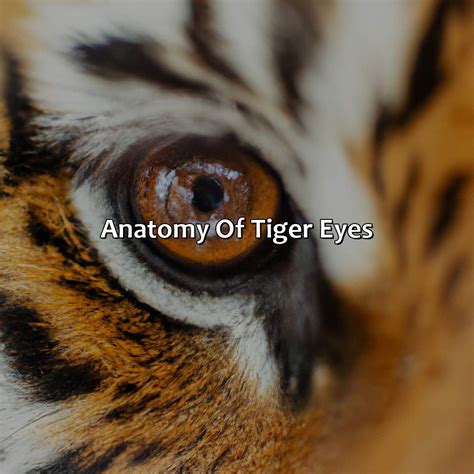 What Color Are Tigers Eyes - colorscombo.com