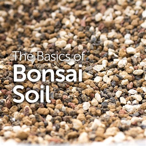 The Basics of Bonsai Soil - Basic Bonsai