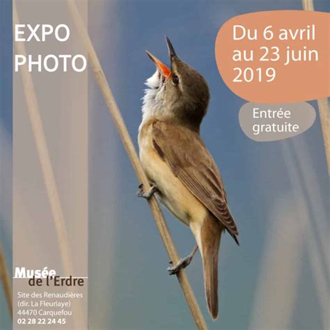 Carquefou Expo photo sur les oiseaux à voir en famille RDVLudique fr