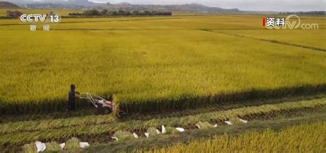 中国杂交水稻香飘马达加斯加 为全球粮食安全贡献中国力量新闻频道央视网