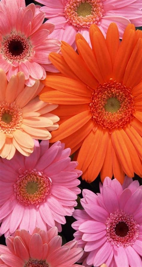 Free Download Wallpapers Iphone Flowers Lovely Flowers Wallpaper Daisy