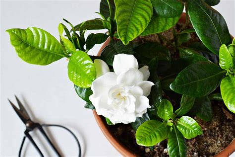 Tips For Growing Gardenias Indoors As Houseplants