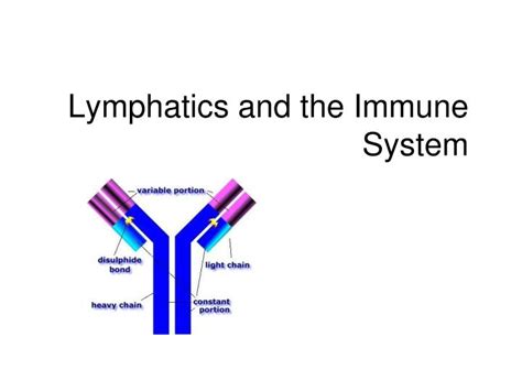 PPT Lymphatics And The Immune System PowerPoint Presentation Free