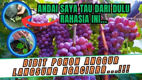 Langsung Ngacir Cara Rahasia Agar Bibit Pohon Anggur Langsung Tumbuh