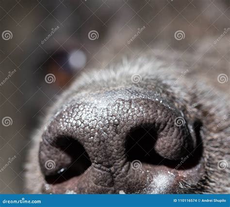 Beautiful Black Dog`s Nose. Macro Stock Photo - Image of nostril, doggy: 110116574