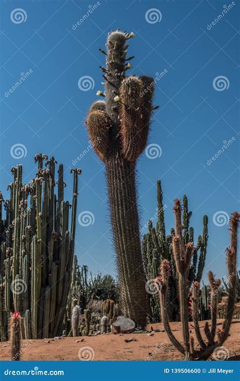 White Flowering Cactus In A Garden Stock Photo Image Of Entrance