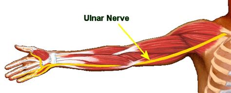 Ulnar Nerve