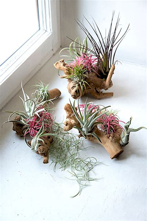 Tillandsias Pour Les Ajouter à Votre Déco Intérieur Schilliger