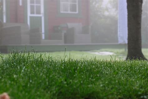 What Kind Of Fertilizer Does My Lawn Need Green Care Turf Management