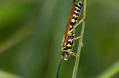 Getting To Know Wasps Benefits Of Wasps In Your Garden Joegardener®