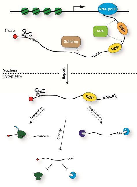 Figure From The Functions Of Y Box Binding Proteins In Caenorhabditis