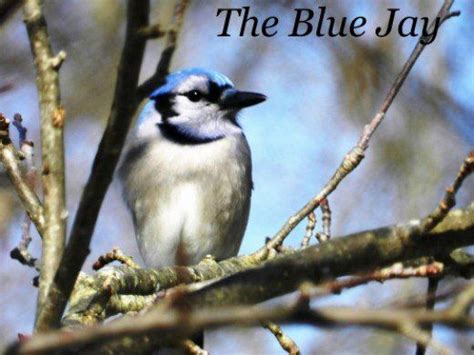 Blue Jay Facts, Pictures, and Behavior | Blue jay, Blue jay bird, Bird ...