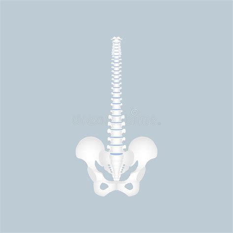 Anatomie Van Het Ruggenmerg Van De Menselijke Wervelkolom Thoracale