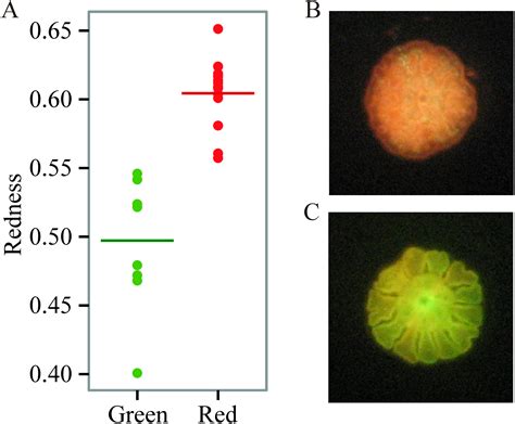 Relationship Between Acropora Millepora Juvenile Fluorescence And