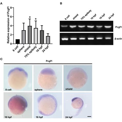 The Expression Pattern Of Pcgf During Zebrafish Embryonic