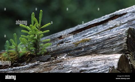 Norway Spruce Picea Abies Seedling On A Stacks Of Logs Germany