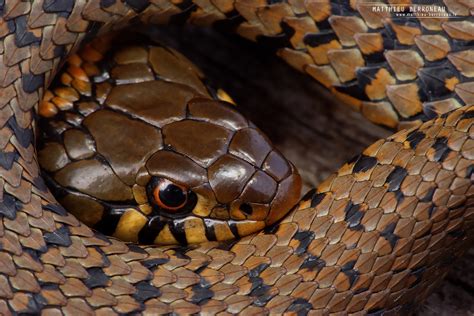 Couleuvre à collier Natrix natrix helvetica Grass snake w Flickr